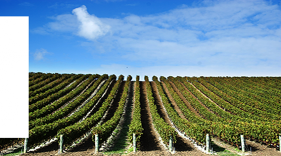 Vigna vigneto